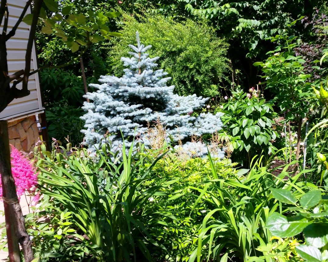 Проект Горки 2